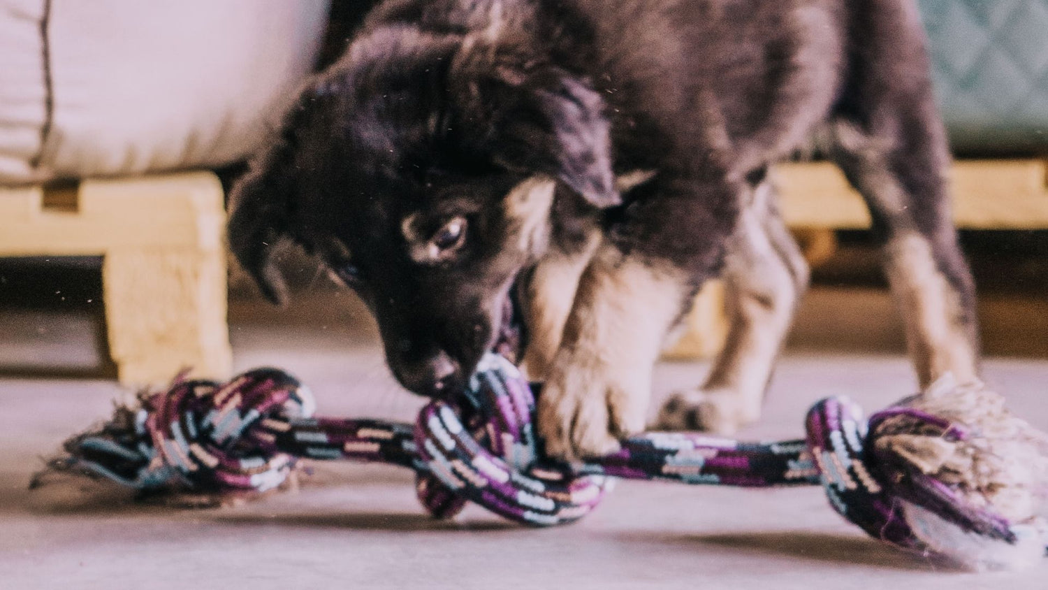 Dog Toys